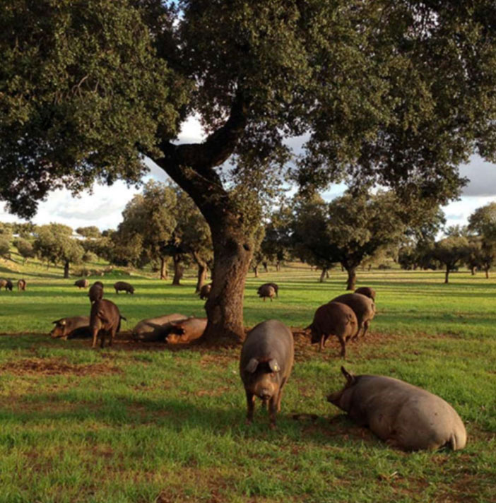 Cercos encina
